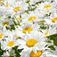 Ромашка крупноцветковая (букетная, срезочная) (188405) 1 саженец в упаковке - миниатюра 1