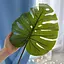 Искусственные листья Engard Monstera 74 см (TW-06) - миниатюра 2