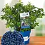 LMTD Голубика ремонтантная 2-х летняя Agro-Market "Lucky Berry" (высота 40-60 см, горшок С5) (180017) з Німеччини 1 саженец в упаковке - миниатюра 1