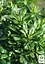 Лавр Австралийский "Pittosporum Tobira" (вечнозеленый высокие декоративные качества) (183870) 1 саженец - миниатюра 2