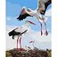 Картина по номерам "Семья аистов" Идейка KHO6603, 40х50 см - миниатюра 1