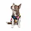 Майка-борцовка Pet Fashion Cool для собак, розмір XS2, з принтом - мініатюра 2