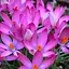 Крокус Томазини "Roseus" (182873) 5 шт - миниатюра 1