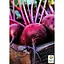 Буряк столовий "Суміш кращих популярних сортів" ТМ "Весна"  15г (45535) - мініатюра 2