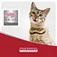 Влажный корм для кошек Morando Migliorgatto Unico Delicious прошуто 100 г - миниатюра 4