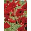 Алмазная картина Маковое поле HX124, 30x40 см - миниатюра 1