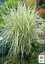 Райграс клубненосный Arrhenatherum bulbosum (многолетний декоративный злак) (152232) 1 саженец - миниатюра 5