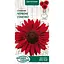 Насіння Соняшник Насіння України Червоне сонечко 1 г (799300) - мініатюра 1