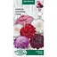 Насіння Скабіоза пурпурова Насіння України суміш 0.3 г (801800) - мініатюра 1