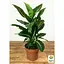 Дифенбахия (Dieffenbachia) Agro-Market Green Magic высота 40-60см (185441) 1 саженец в упаковке. - миниатюра 4