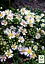 Айстра грунтопокривна "Snow Flurry" (контейнер № 10) (47986) 1 саженец - мініатюра 3