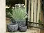 Кашпо Engard Веллс 51х51x37 см (GA88-3) - мініатюра 3