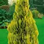 Туя западная Golden Smaragd, С12, высота 70-80 см (188112) 1 саженец в упаковке - миниатюра 1