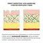 Лифтинг-маска для лица и шеи Collagen & Peptide Lifting Clay Mask Hillary 90 мл - миниатюра 8