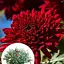 Хризантема Садова "Avalon Red" (висота 30-50см) (101669) 1 саженец - мініатюра 3