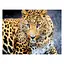Алмазна мозаїка "Леопард" JS 25464 TK Group, 20х30 см, в коробці (6900066362101) - мініатюра 1