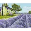 Картина по номерам без подрамника "Лавандовое поле" 11009-ACNF 40х50 см - миниатюра 1