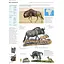 Encyclopedia of Animals - Олдертон Дэвид - миниатюра 5