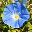 Насіння Іпомея Трибарвна Насіння України Блакитна 1 г (785200) - мініатюра 2