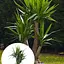 LMTD Юкка Гигантская Слоновая Agro-Market 3-х летняя "Yucca Elephanipes" (высота 45-65см) (184375) 1 саженец в упаковке комнатный Нидерланды - миниатюра 1