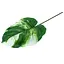 Искусственные листья Engard Monstera Alba 78 см (TW-55) - миниатюра 2
