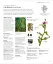 Encyclopedia of Herbal Medicine - мініатюра 8