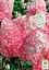 Гортензія 3-х річна волотиста "Pink Diamond" (176643) 1 саженец - мініатюра 3