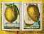 J. C. Volkamer. The Book of Citrus Fruits - мініатюра 6
