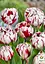Тюльпан "Carnaval de Nice" (186231) 2 шт - мініатюра 2