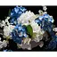 Картина по номерам Strateg Голубовато-белые гортензии на черном фоне 40Х50 см (AH1247) - миниатюра 1