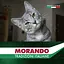Вологий корм для котів Morando Tradizioni шматочки у соусі з яловичиною 405 г - мініатюра 6