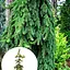 Ель обыкновенная Agro-Market плакучая Inversa ком/сетка высота 160-180 см 184143 1 саженец в упаковке - миниатюра 1