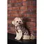 Жилет Pet Fashion Hardy для собак розмір L - мініатюра 8