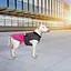 Попона Pet Fashion Roy для собак, розмір 6XL, малиново-сірий - мініатюра 7