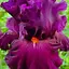 Ірис бородатий великоквітковий "Vizier" (49777) 1 шт - мініатюра 1