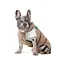 Жилет Pet Fashion Chip для собак такса XS - мініатюра 3