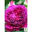 Троянда шрабова Agro-Market Purple Lodge (саджанець класу АА+) вищий сорт (187613) 1 саджанець в упаковці - мініатюра 1