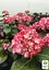 Гортензия крупнолистая 2-летняя "RoCo-Beauty of Boskoop" высота саженца 25-45см (186192) 1 саженец - миниатюра 4
