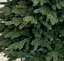 Лита ялинка Шотландська з густою хвоєю (Зелена) 2.0м - мініатюра 2