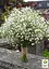 Гіпсофіла "New Star" (букетна під зріз) (183666) 1 саженец - мініатюра 2