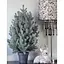 Елка Hvoya Traditional литая в горшке 70 см голубая новинка - миниатюра 2