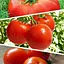 Томат червоний "Суміш кращих популярних сортів" ТМ "Весна"  3г (45519) - мініатюра 1