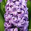 Гіацинт махровий "Lili Purple" (186363) 2 шт - мініатюра 1