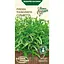 Семена Рукола тонколистная Насіння України Сильветта 0.2 г (572600) - миниатюра 1