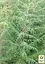 Кипарис Гималайский 3-х летний (Cupressus Torulosa) С1,5 высота 70-80см (176356) 1 саженец - миниатюра 3