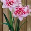 Гіппеаструм махровий "Elvas" (Амариліс) (176285) 1 шт - мініатюра 1