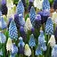 Мускари "Mix" (62194) 5 шт - миниатюра 1