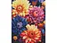 Алмазна мозаїка Ideyka Барвисті жоржини (40х50 см) - мініатюра 1