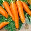 Морква Садиба Вікторія F1, 400 шт. - мініатюра 1