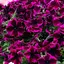 Петуния ампельная Crazytunia "Cosmic Purple" (184963) 1 саженец - миниатюра 1